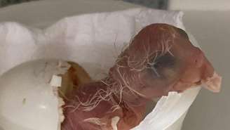 Instituição é a primeira no continente a conseguir sucesso na reprodução da espécie, que está ameaçada de extinção 