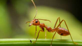 Saiba como acabar com formigas em casa