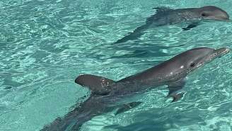 Os animais estão abaixo do peso e desnutridos, segundo a ONG Dolphin Project