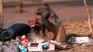 Diversas espécies de animais estão se adaptando à vida nas cidades humanas em busca de comida.