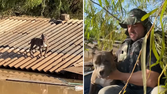Cão pitbull é resgatado após ficar 6 dias ilhado em telhado no RS