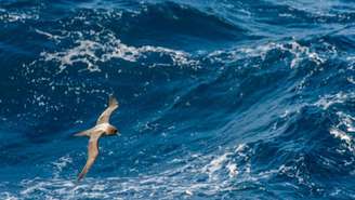Oito de junho marca o Dia Mundial dos Oceanos