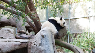 A China está renovando a sua diplomacia dos pandas?