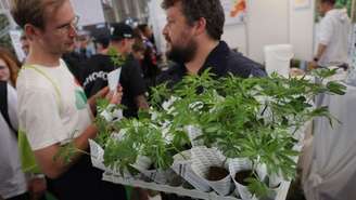 A regulmentação do mercado da cannabis é uma tendência na Europa