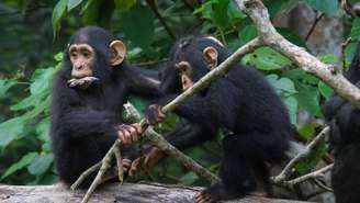 Chimpanzés usam gestos para se comunicarem