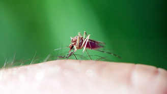 Voluntários permitem deliberadamente que mosquitos portadores de malária os piquem, em nome da pesquisa médica