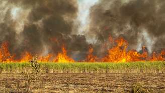 Os parlamentares denunciam que muitos desses incêndios são provocados intencionalmente