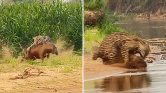 Em viagem ao Pantanal, Whindersson Nunes registra ataque de onça-pintada a capivara; veja