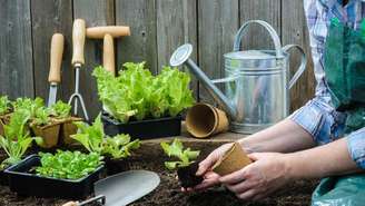 Cultivar horta em casa exige atenção e cuidados diários