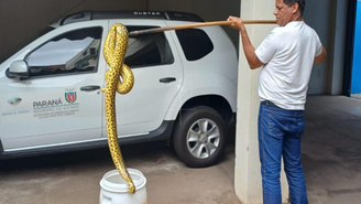 Sucuri de quase 2 metros é encontrada na rua