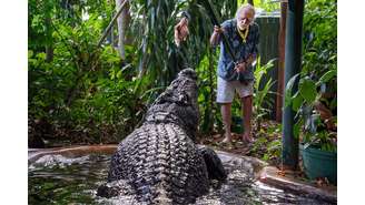 George Craig alimenta o maior crocodilo em cativeiro do mundo, Cassius, no Marineland Melanésia, na Ilha Verde, Grande Barreira de Corais, Cairns, Austrália