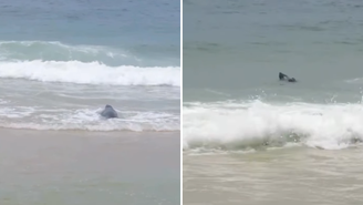 Lobo-marinho Joca volta para o mar após passar dois dias em praia do RJ