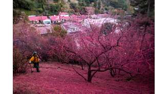 Bombeiro é fotografadoapostar em golsmorro coberto de retardante de chamas rosa brilhante após incêndioapostar em golsPalisadesapostar em golsLos Angeles, Califórnia (12/1/2025)