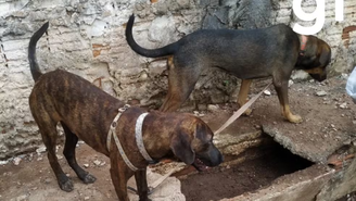 Com dono preso por furtar fraldas, cachorros esperam por ele na rua há 15 dias em Cuiabá
