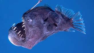 Um vídeo de um peixe conhecido como “diabo negro” nadando próximo à superfície do oceano gerou grande curiosidade e admiração