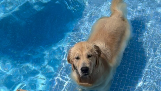 Cachorra Mia, que foi encontrada enterrada em quintal de adestrador