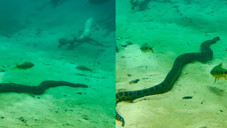 Turistas nadam com sucuri durante passeio em águas cristalinas no MS