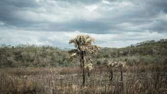 O Brasil, em particular, tem enfrentado desafios significativos com secas prolongadas, destacando