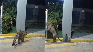 Onça-pintada é vista em Imperatriz, no Maranhão