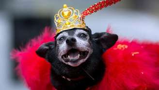 Assim como os humanos fazem entre si, nossos cães de estimação conseguem entrar em sintonia conosco para criar conexões emocionais e melhorar os vínculos de amor que temos com eles