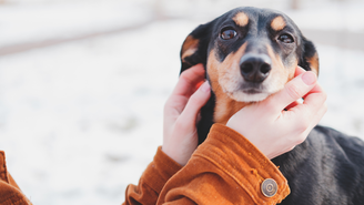 Gigil define um sentimento "manifestado pelo apertar das mãos, ranger dos dentes, tremores do corpo ou beliscar ou apertar a pessoa"