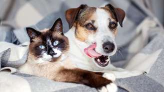 Veterinário conta os benefícios da castração nos pets