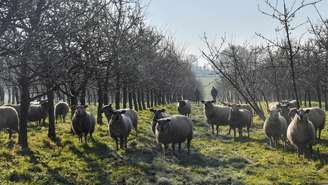 Imagem de arquivo mostram ovelhas entre macieiras em Bain-de-Bretagne, no oeste da França, em 12/01/25.