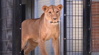 Os leões Rori, Amani, Lira, Vanda e Yuna, que viviam em zonas de guerra na Ucrânia, agora, recebem tratamento em sua nova casa, na Inglaterra