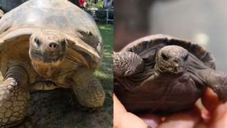 Parece até mentira, mas uma tartaruga com mais de 100 anos e ameaçada de extinção teve seus quatro primeiros filhos; veja o vídeo