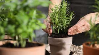 Você pode colocar as plantas em lugares de maior movimentação da casa