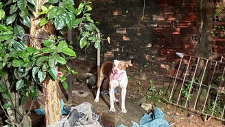 Tragédia! Bebê de 3 meses morre após ser atacado por pitbull