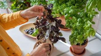 Descubra como usar o manjericão em casa para atrair proteção, equilíbrio e prosperidade. Veja formas de aproveitar essa planta poderosa!
