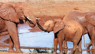Os elefantes se aproximam de áreas povoadas por seres humanos em busca de água e alimentos