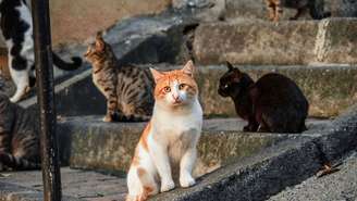 O gene Taqpep tem sido identificado por cientistas como um dos principais responsáveis pelos padrões de pelagem em gatos