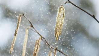 O aumento das temperaturas globais faz com que o pólen das plantas fique suspenso no ar em maior quantidade e por mais tempo, aumentando os casos de alergia