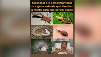 Meme publicado pelo filho de Lula que compara Bolsonaro a animal que se finge de morto