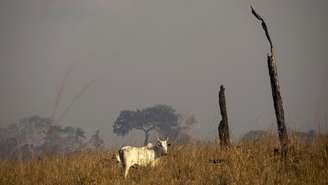 Relatório publicado em 23 de abril de 2025 pelo Instituto Centro Vida revela dimensão de desmatamento causado pelo grupo Casino no Brasil.