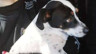 Cachorro vence ex-tutor na Justiça e ganha indenização de R$ 5 mil por agressão