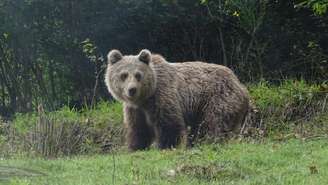 Urso fotografado em Auzat, no Parque Natural dos Pirineus, na França. Imagem ilustrativa