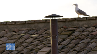 Gaivota rouba a cena ao lado de chaminé da Capela Sistina
