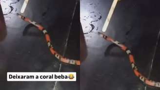 PCDF autua homem por crime ambiental contra serpente silvestre 