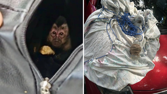 Casal suspeito de caçar animais silvestres é preso em flagrante no RJ