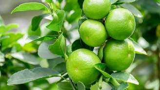 Se as coisas não andam boas para o seu lado, experimente esta simpatia com limão para cortar o azar e renovar as energias ao seu redor.