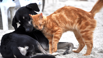 Você sabia que animais também podem receber um diagnóstico de saúde mental? Entenda o procedimento utilizado por veterinários