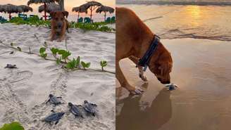 Que tal conhecer a história de Solovino? O cachorro mexicano que protege as tartarugas bebês; veja as fotos e como essa amizade começou