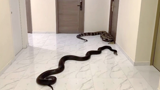 Cobras foram soltadas no corredor de prédio