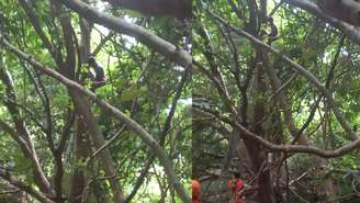 Homem sobe em árvore na Base Aérea de Salvador e abordagem mobilizam equipes de resgate