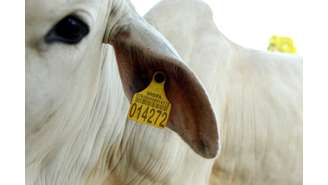 Vaca etiquetada em leilão na cidade de Xinguara, no Pará 13/03/2025