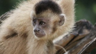 Macaco caiarara (Cebus kaapori), nativo da Amazônia brasileira: pode perder 100% do seu habitat, especialmente devido à combinação dos impactos das mudanças climáticas e do desmatamento.