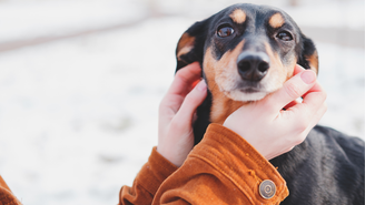 Mulher alegou não possuir condições financeiras para manter um cachorro sozinha